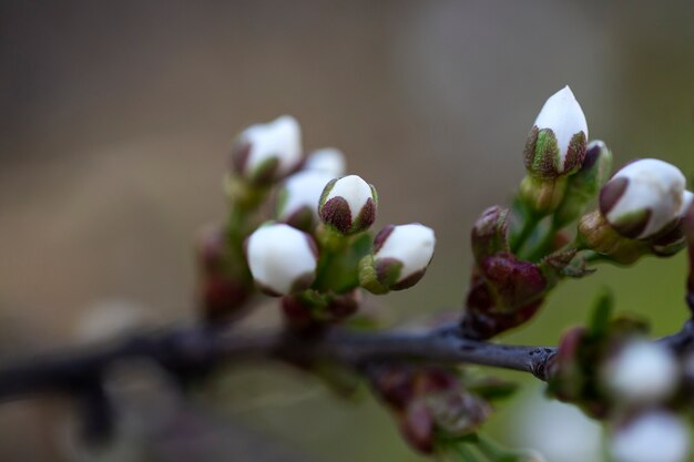 Surtido de hermosas flores borrosas en la naturaleza