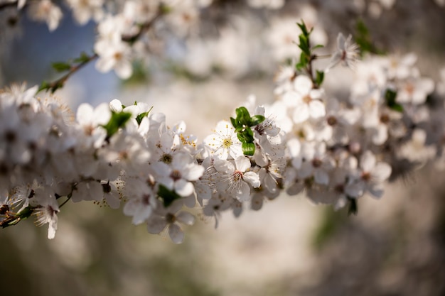 Surtido de hermosas flores borrosas en la naturaleza