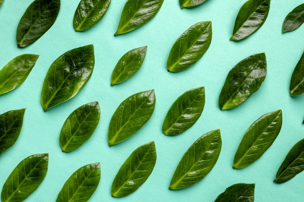 Surtido de hojas verdes laicas planas