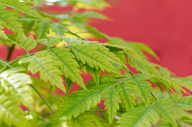 Surtido minimalista de plantas naturales sobre un fondo monocromático