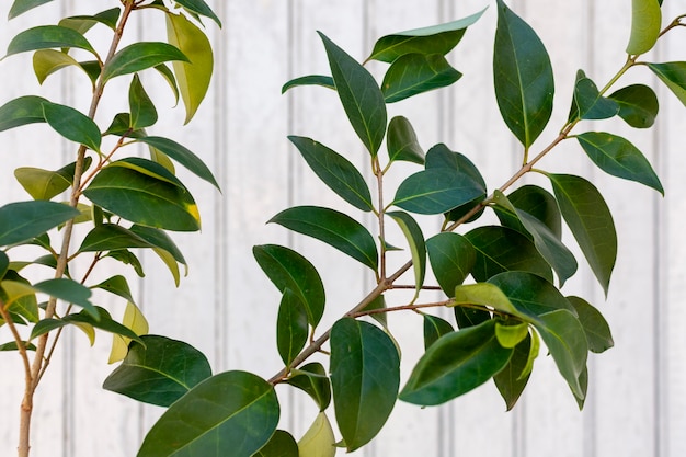 Surtido minimalista de plantas naturales sobre un fondo monocromático