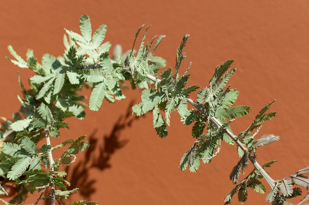 Surtido minimalista de plantas naturales.