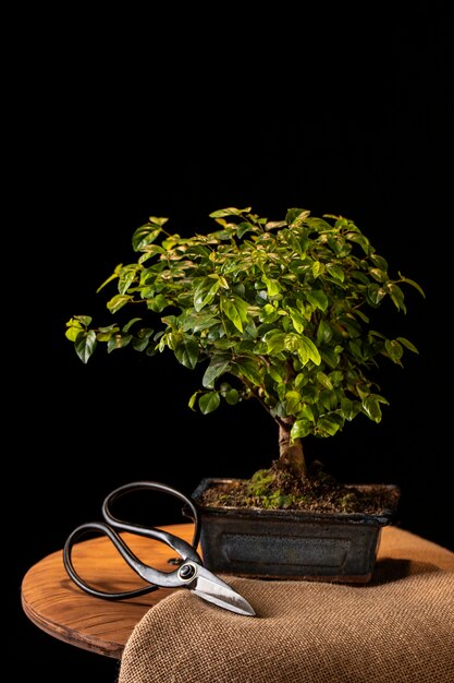 Surtido de plantas en maceta y tijeras en la mesa