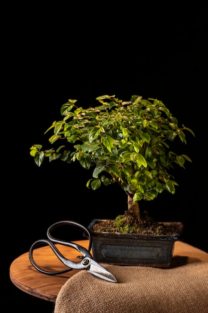 Surtido de plantas en maceta y tijeras en la mesa