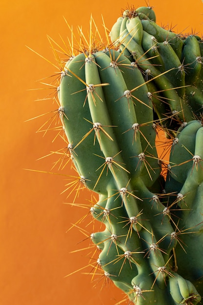 Surtido de plantas naturales sobre fondo monocromático