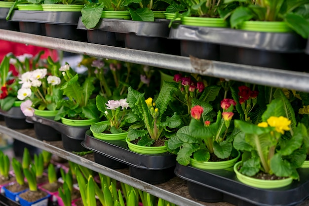 Foto gratuita surtido de primer plano de elegantes plantas de interior