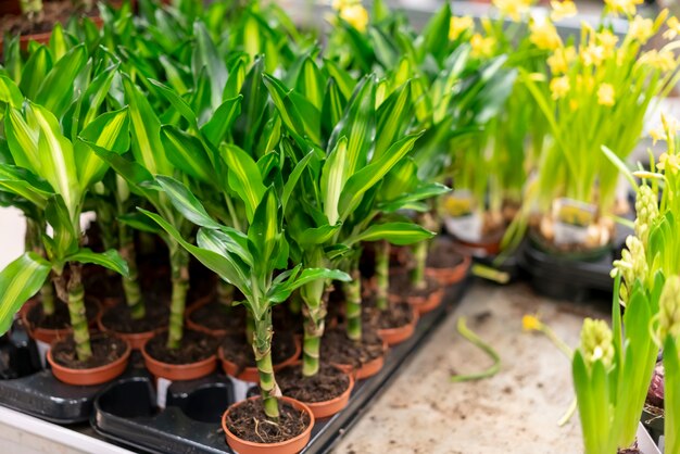 Surtido de primer plano de elegantes plantas de interior