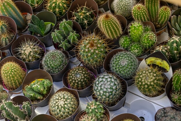 Surtido de primer plano de plantas de cactus