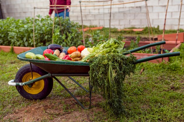 Surtido de verduras en carretilla