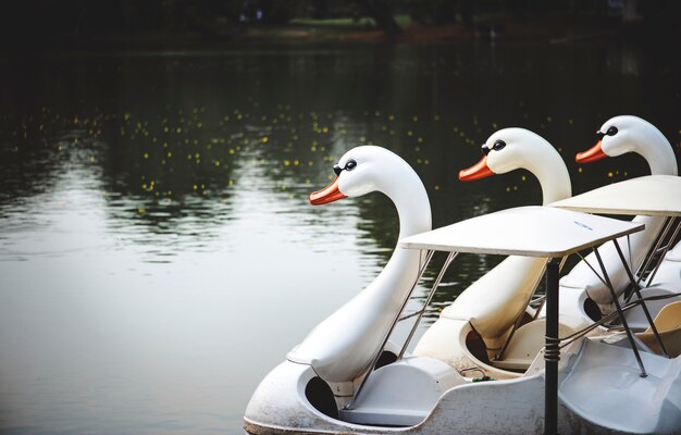 Swan paddle boats en un lago