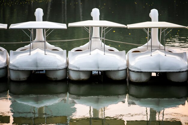 Swan paddle boats en un lago