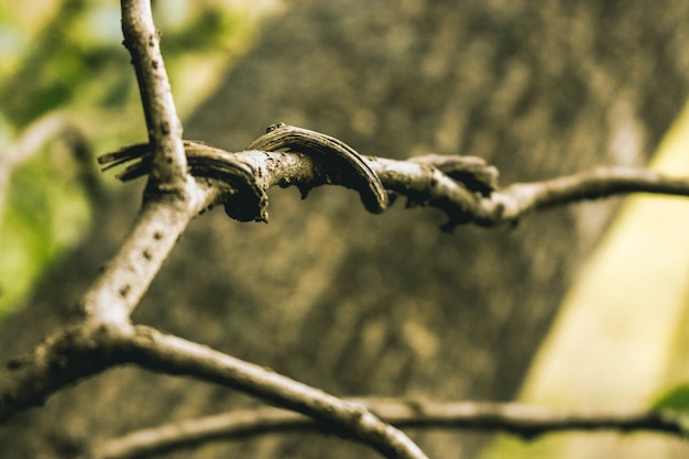 Tabla de herramientas de virutas de árbol amarillo gris