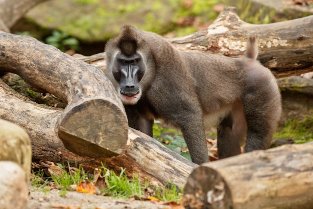 Foto gratuita taladro mono mandrillus leucophaeus descansando en el área de hábitat natural