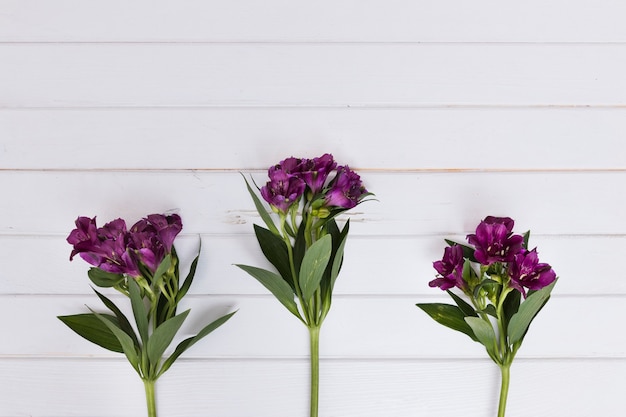 Tallos compuestos con flores púrpuras