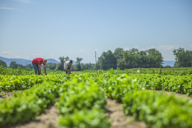 Foto gratuita tantas verduras en este campo