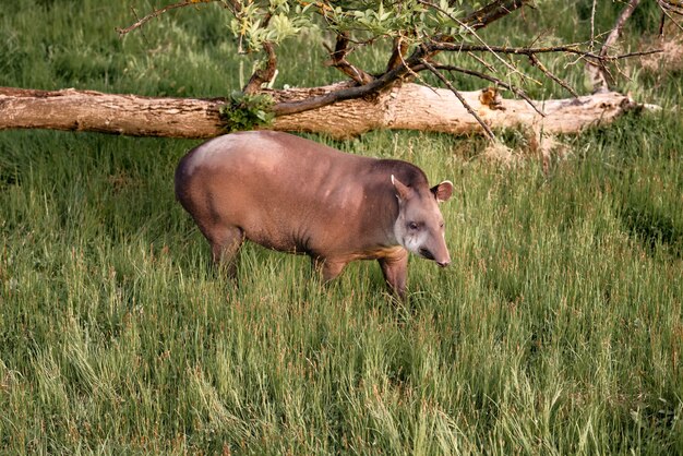 Tapir caminando sobre la hierba