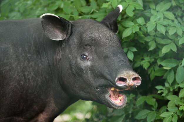 Tapir malayo con bebé en el hábitat natural