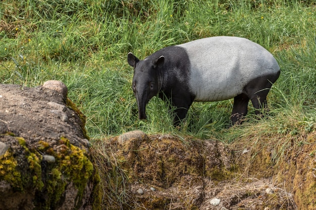 Tapir mirando hacia adelante