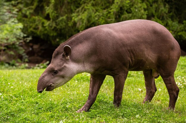 Tapir sudamericano en el hábitat natural. Hermosa especie de criatura en el zoológico. Animal raro en cautiverio. Tapirus terrestris.