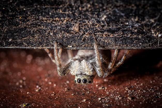 una tarántula peluda gris y aterradora con cuatro ojos arrastrándose