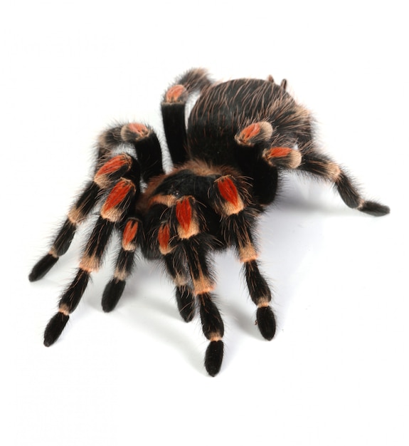 Tarántula roja y negra