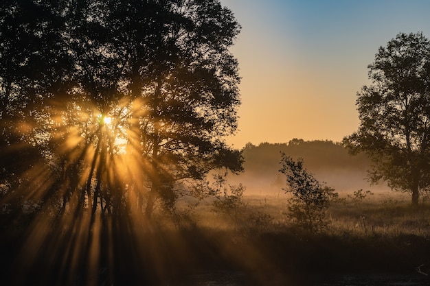 Foto gratuita tarde misteriosa en el bosque neblinoso