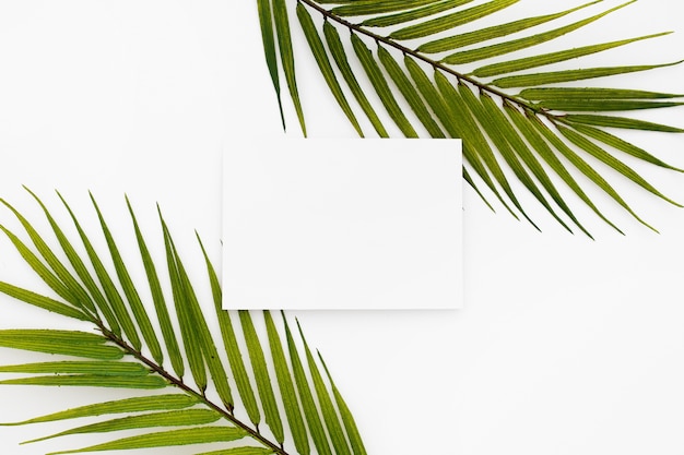 Tarjetas de visita en blanco aisladas sobre fondo blanco con dos hojas de palma