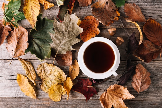 Taza de café en las hojas