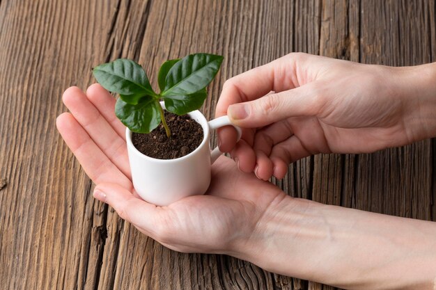 Taza de explotación de mano de primer plano con planta