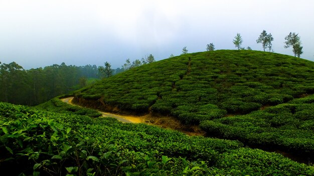 Té de la niebla café naturaleza hojas de té