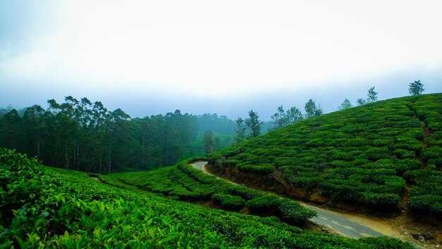 Té de la niebla de la india hojas de té frescas