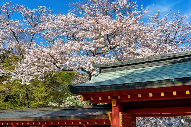 Techo del templo y flor de cerezo en primavera, Japón.