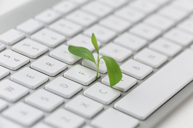 Teclado con planta pequeña