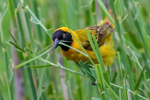 Tejedor enmascarado amarillo cortando hierba para su nido
