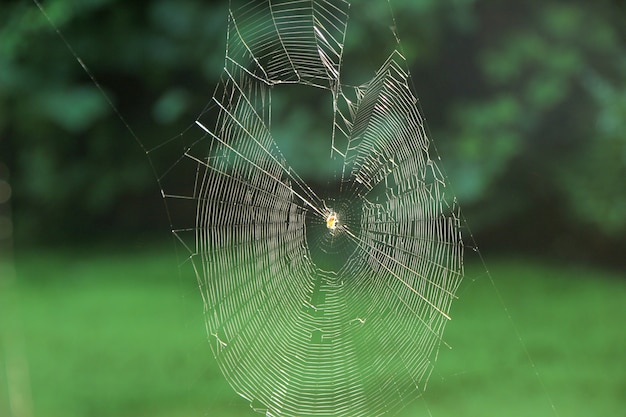 Telaraña en la naturaleza