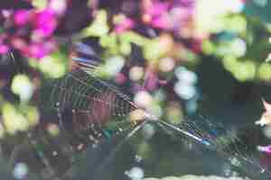 Foto gratuita telaraña sobre un fondo borroso