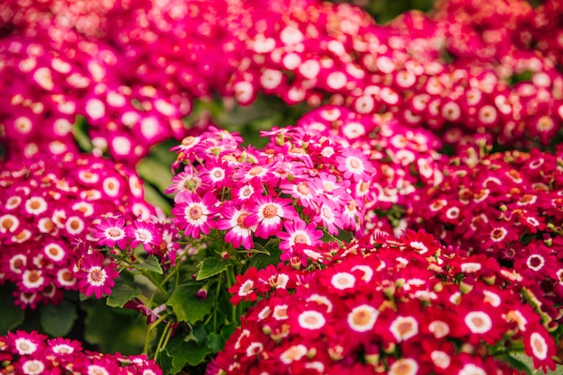 Telón de fondo de hermosas flores de cineraria rosa brillante arbusto