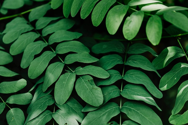 Telón de fondo de hojas verdes naturales en la planta