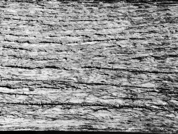 Telón de fondo monocromático con textura de tronco de árbol