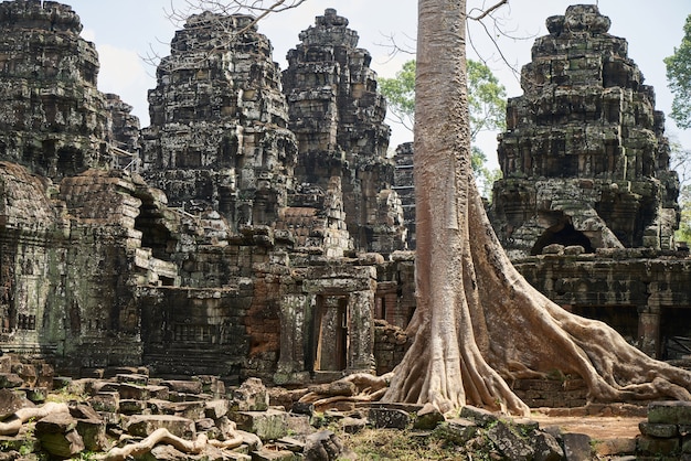 Foto gratuita templo y árboles de angkor wat