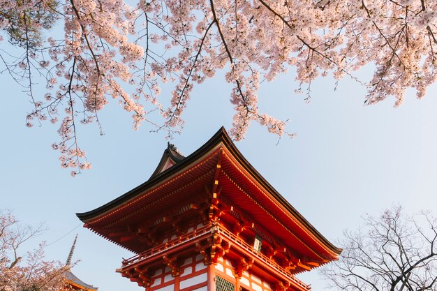 Templo kiyomizu-dera y sakura en Japón