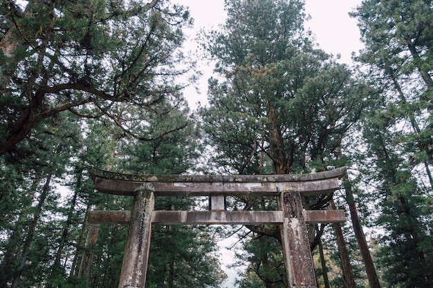 Templo de Torii Japón santuario en el bosque