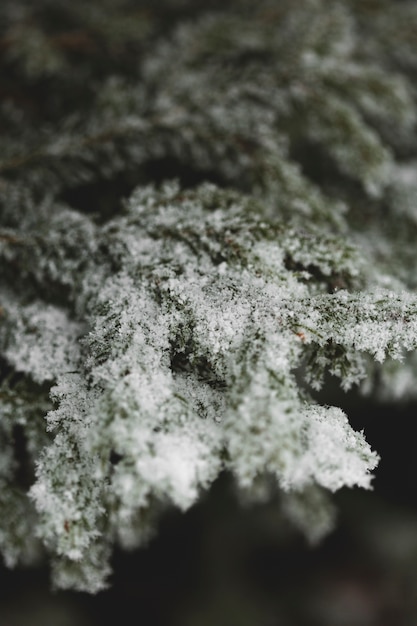 Foto gratuita temporada de invierno con hojas nevadas