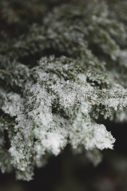 Temporada de invierno con hojas nevadas