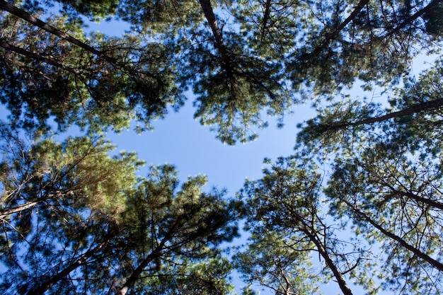 temporada de verano los bosques de fondo azul