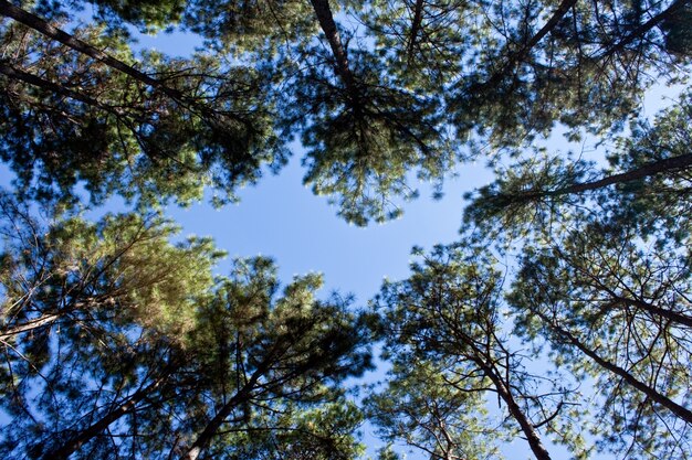 temporada de verano los bosques de fondo azul