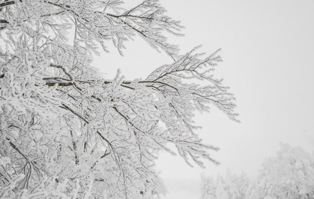 Temporada de viajes nieve colina naturaleza