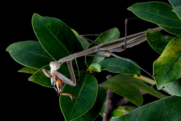 Tenodera sinensis mantis closeup en árbol con fondo negro closeup insecto