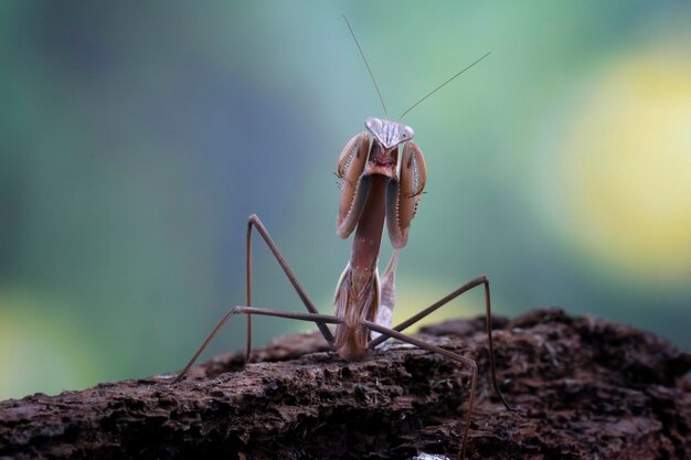 Tenodera sinensis mantis con posición de autodefensa sobre fondo negro insecto de primer plano