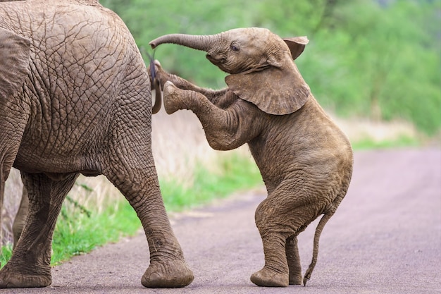 Ternero elefante de pie y empujando a su madre